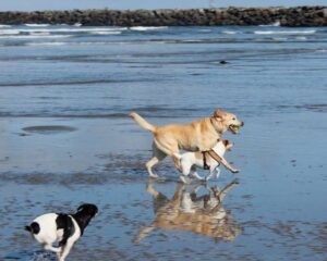 dog-friendly vacation rentals in San Diego 